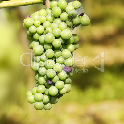 Grapes on the vine when ripe