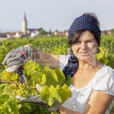 Woman working in the vineyard