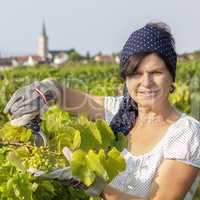 Woman working in the vineyard