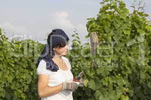 Woman with scissors works in the vineyard