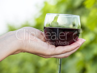 Woman's hand holding glass of red wine in vineyard