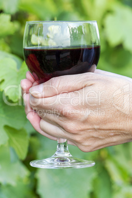 Woman's hand holding glass of red wine in vineyard