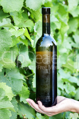 Hand holding bottle of wine in the vineyard Hand holding bottle of wine in the vineyard