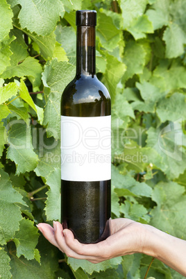 Hand holding bottle of wine in the vineyard