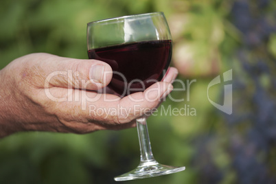 Men's hand holding glass of red wine in vineyard