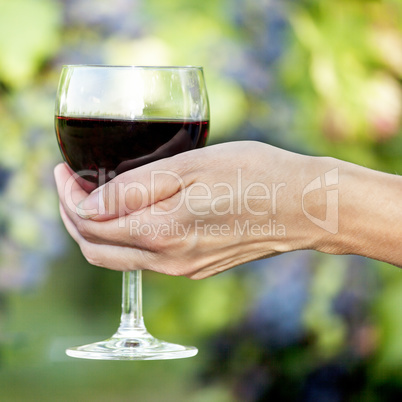 Woman's hand holding glass of red wine in vineyard