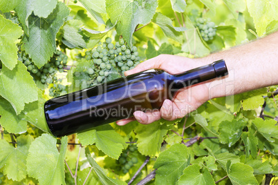 Hand holding bottle of wine in the vineyard