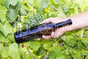 Hand holding bottle of wine in the vineyard
