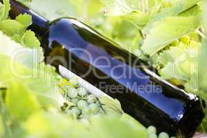 Wine bottle in the vineyard