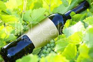 Wine bottle in the vineyard