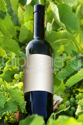 Wine bottle in the vineyard