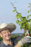 Man with scissors works in the vineyard