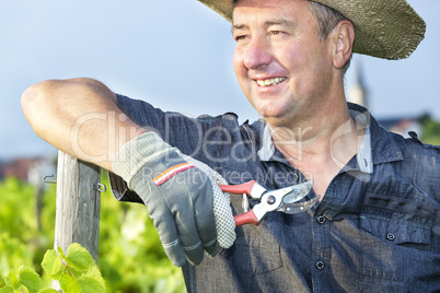 Man with scissors works in the vineyard