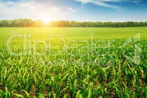 sunrise over the corn field