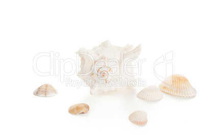 white seashell and clams