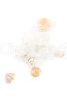 white seashell and clams