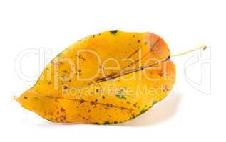 Yellowed autumn leaf. Close-up view.