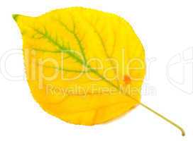 Yellowed autumn poplar leaf. Close-up view.