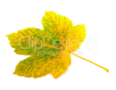 Autumn leaf on white background