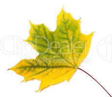 Yellowed autumn maple leaf