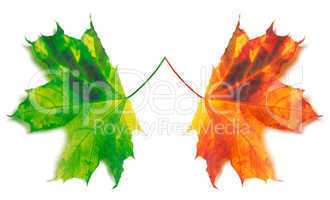 Orange and green yellowed maple-leafs