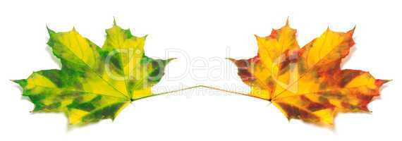 Two yellowed autumn maple leafs