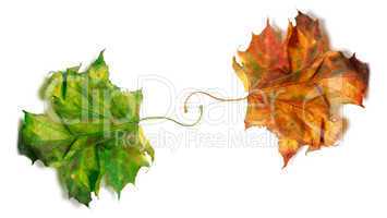 Two dry maple-leafs, orange and green