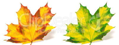 Red and green yellowed maple leafs isolated on white background