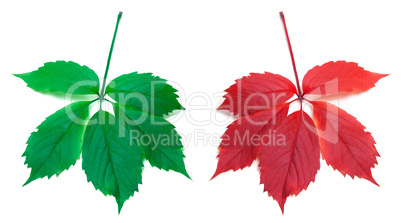 Red autumn and green virginia creeper leaves