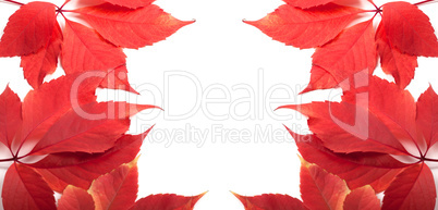 Autumn leaves background with copy space