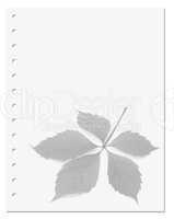Notebook paper with virginia creeper leaf
