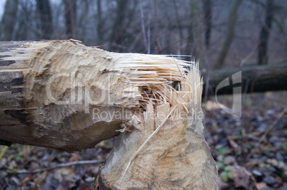 Tree after beaver's job