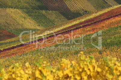 Bunte Weinberge mit Wein im Herbst