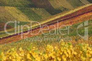 Bunte Weinberge mit Wein im Herbst