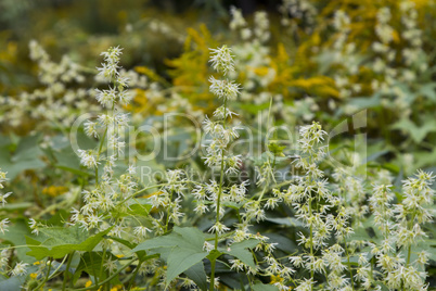 autumn flowers