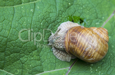 Snail crawling on a green leaf