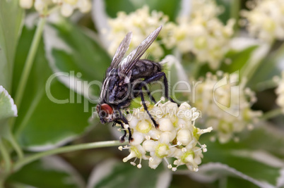 fly on a blossom