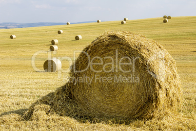 Round bales in the field