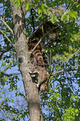 Waschbär