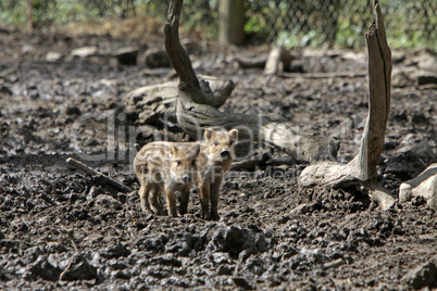 Wildschweine Frischlinge