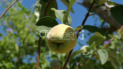 Quince Fruit on the Branch Tree, closeup