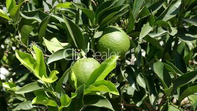 Unripe Green Oranges on the Branch Tree, closeup