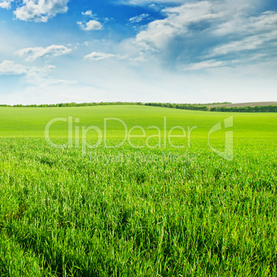 green wheat field and blue cloudy sky