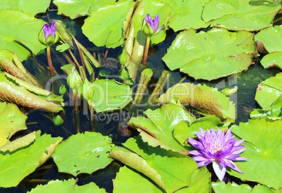 Blühende Seerosen im Teich