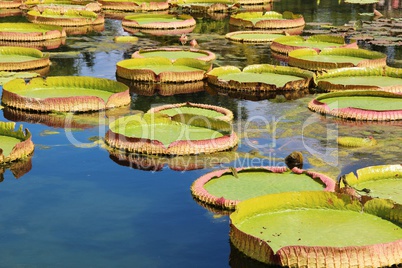 Seerosenblätter im Teich