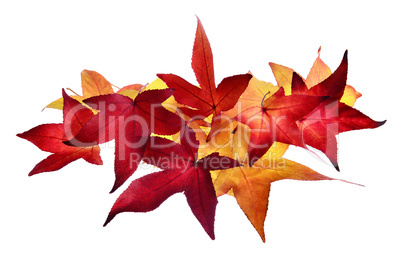 Arrangement aus Herbstblättern