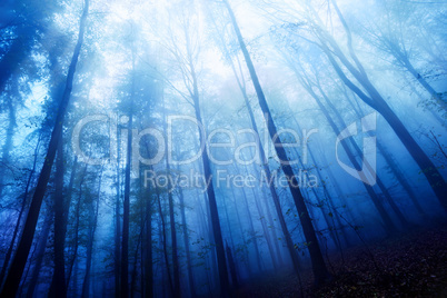 Blaue Nebelstimmung im Wald