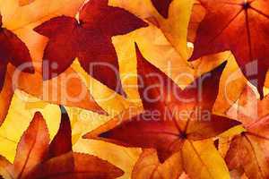 Leuchtende Herbstblätter