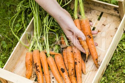 Ernte von Mohrrüben, harvest of carrots