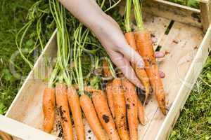 Ernte von Mohrrüben, harvest of carrots